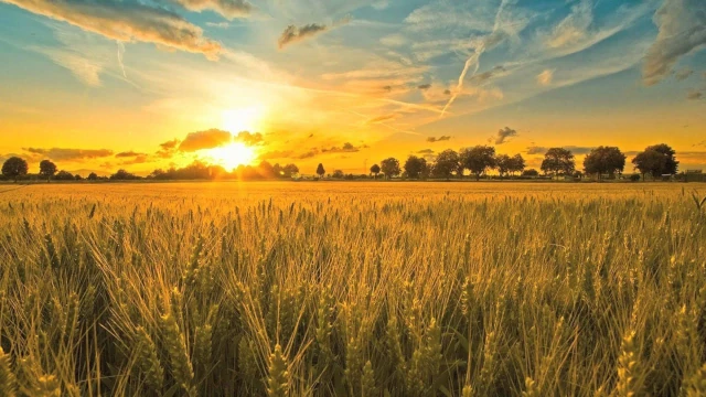 Fields